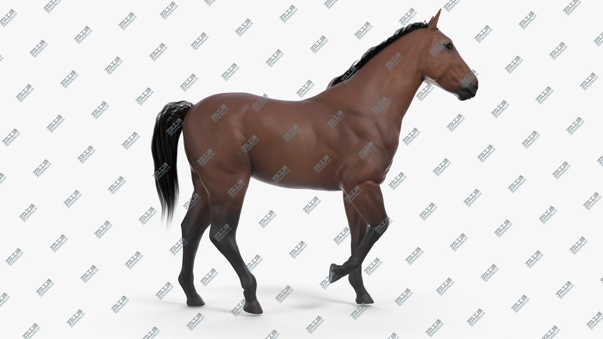 images/goods_img/20210113/3D Full Horse Anatomy Animated model/4.jpg